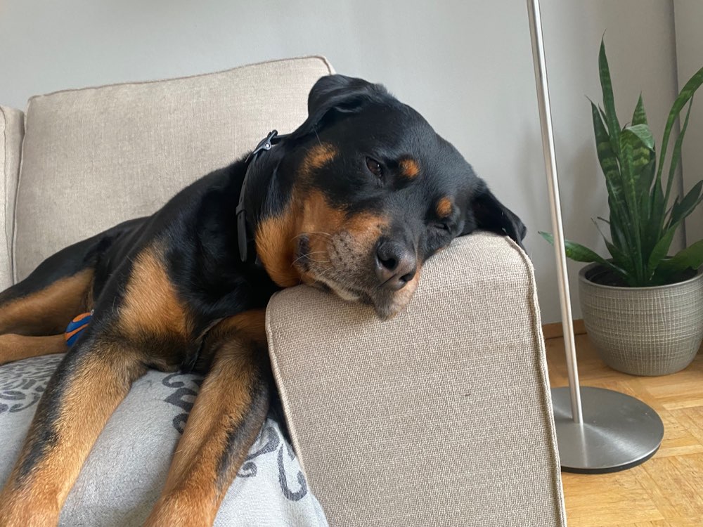 Hundetreffen-Rotti Kontakt in München-Profilbild