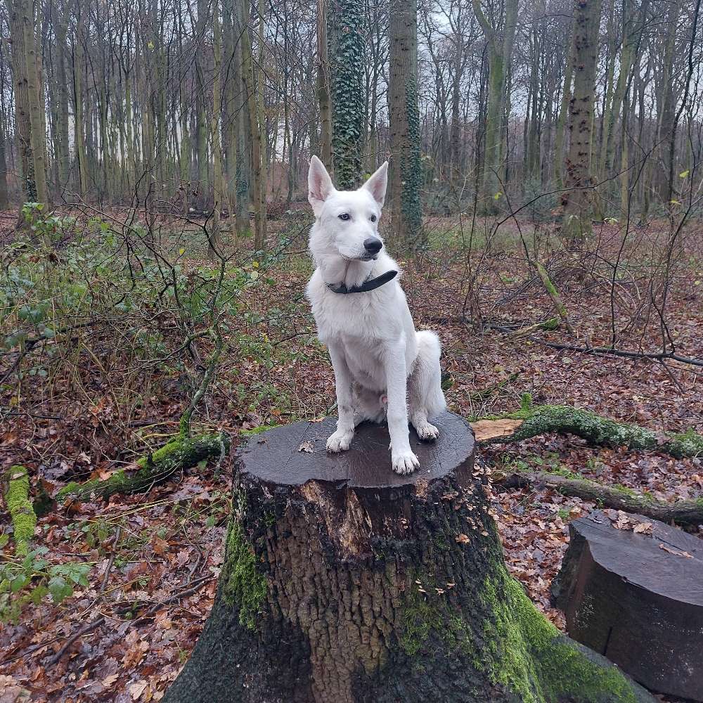 Hundetreffen-9 Monate alter weisser Schäferhund sucht Spielkamaraden-Profilbild