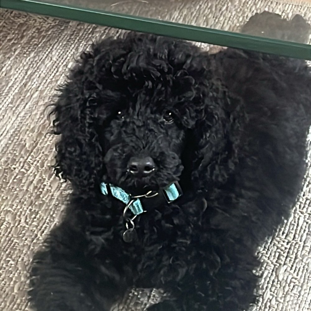 Hundetreffen-Spielrunde-Profilbild