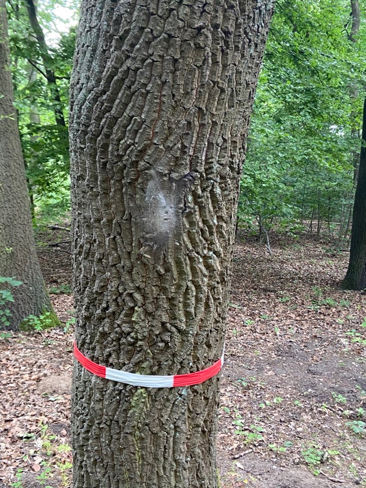 Giftköder-Eichenprozessionsspinner Niederheid-Profilbild