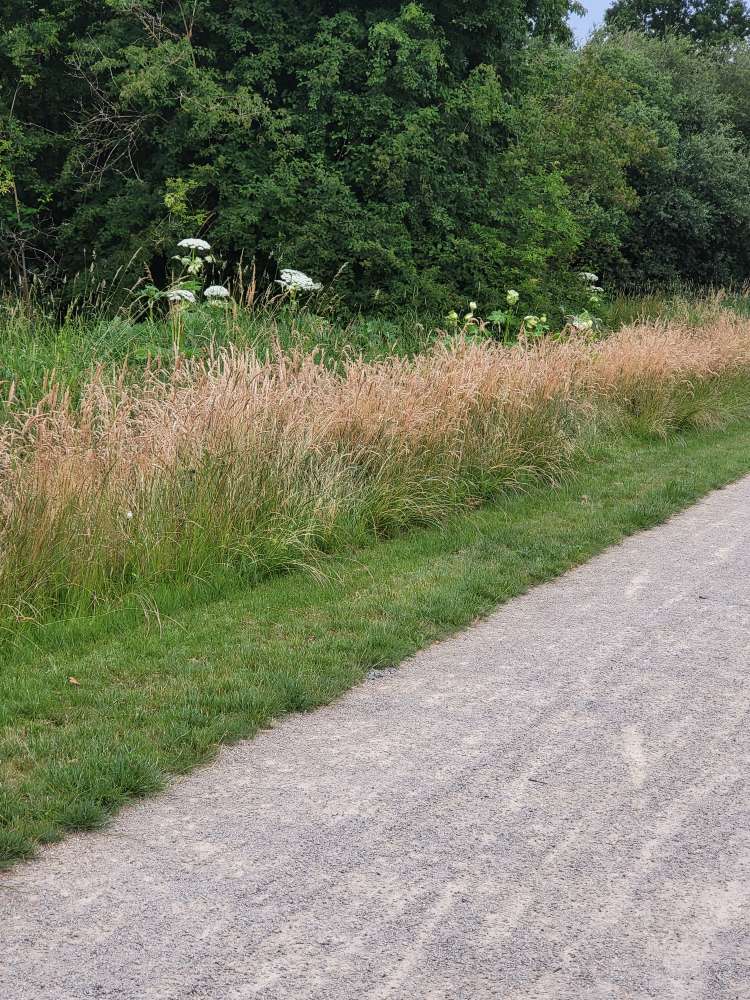 Giftköder-Riesenbärenklau-Profilbild