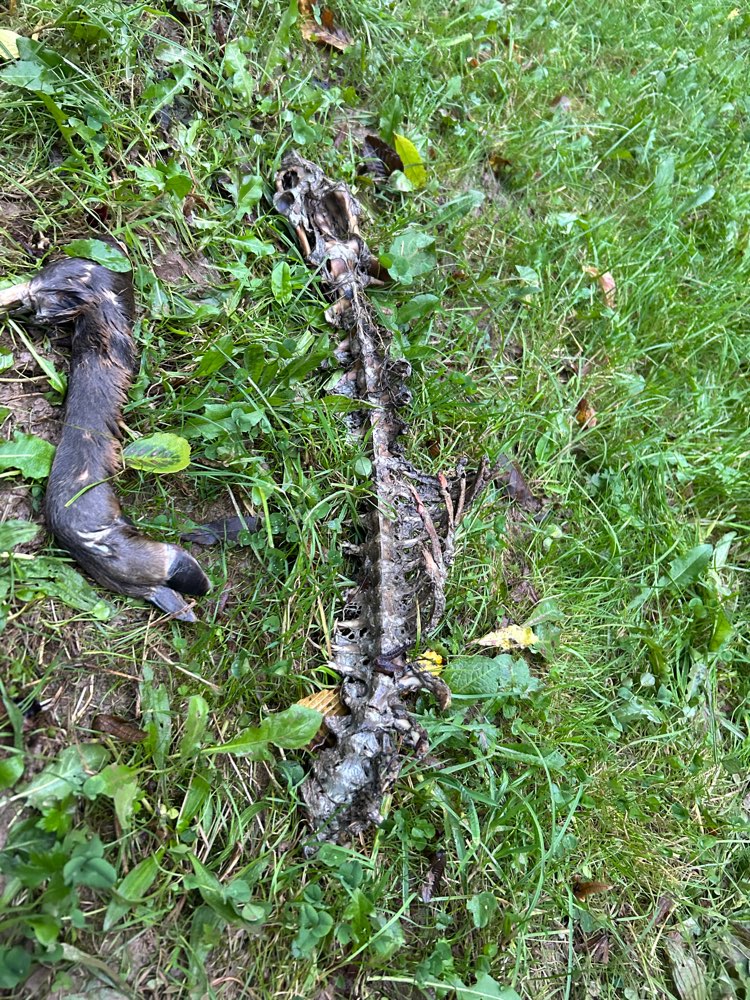 Giftköder-Tier Kadaver auf der Wiese-Profilbild