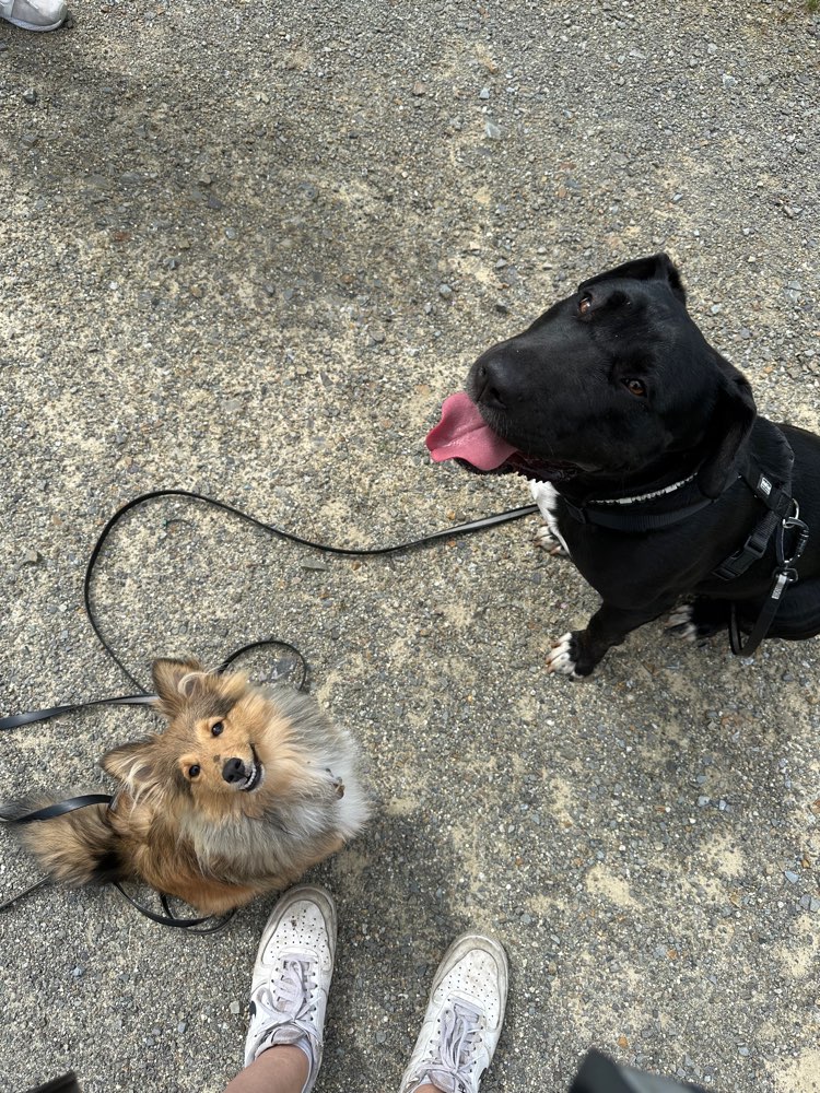 Hundetreffen-Gemeinsames spazieren gehen/ trainieren/spielen-Profilbild