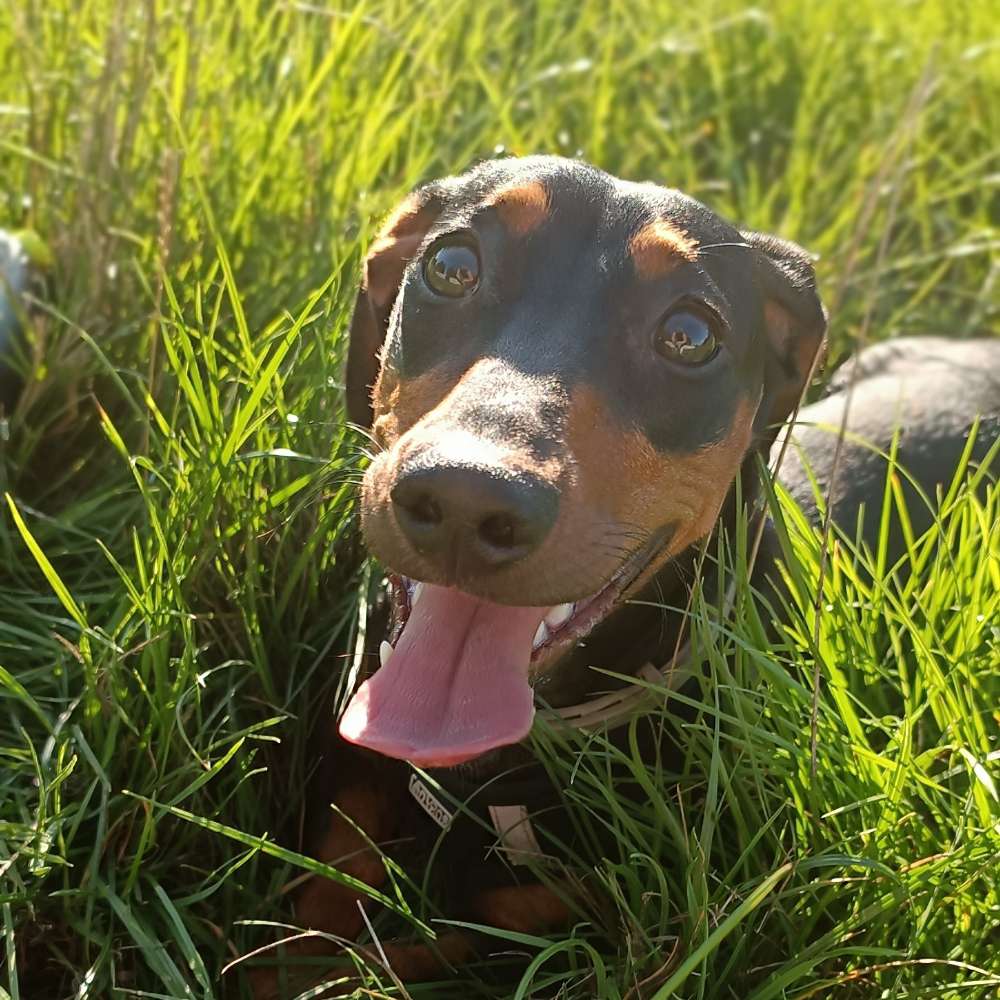 Hundetreffen-Spielfreude und Gassi gehen😊-Profilbild