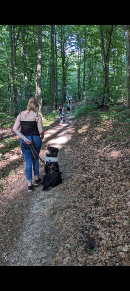 Hundetreffen-Trainingspartner/Social Walks gesucht!-Profilbild