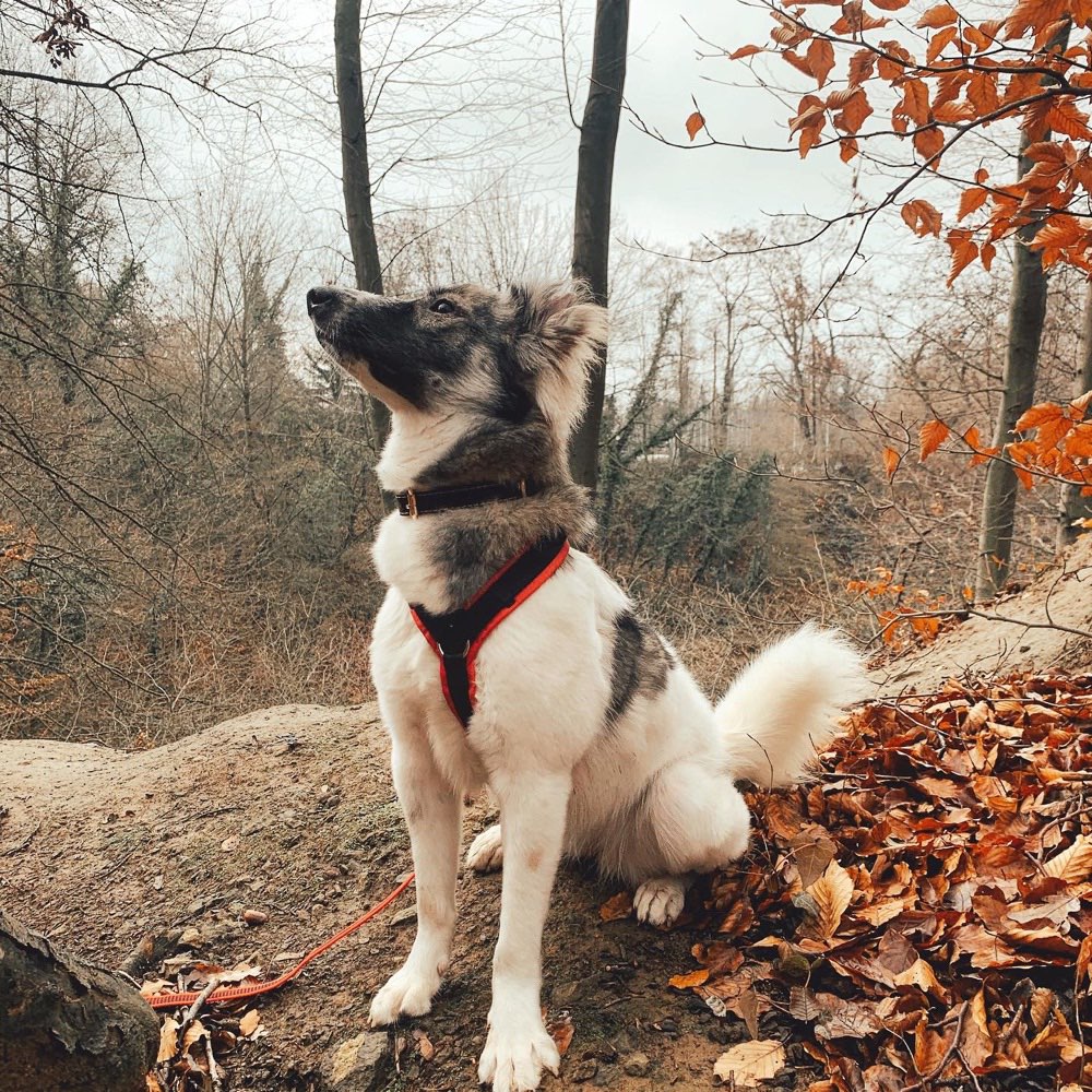 Hundetreffen-Zusammen spazieren gehen und spielen auf Finkenberg-Profilbild