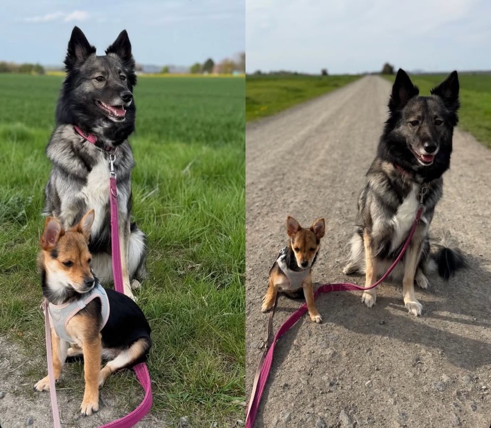 Hundetreffen-Hundetreff Barsinghausen-Profilbild