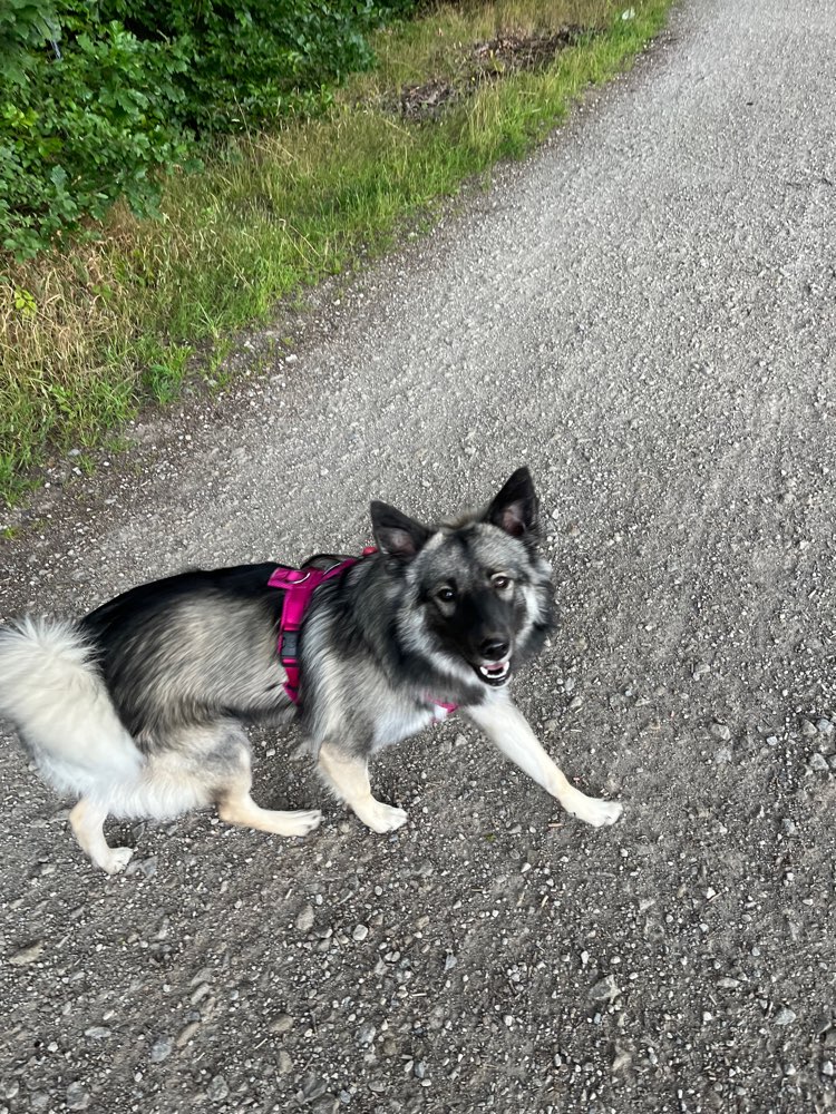 Hundetreffen-Spieltreff in Empelde-Profilbild