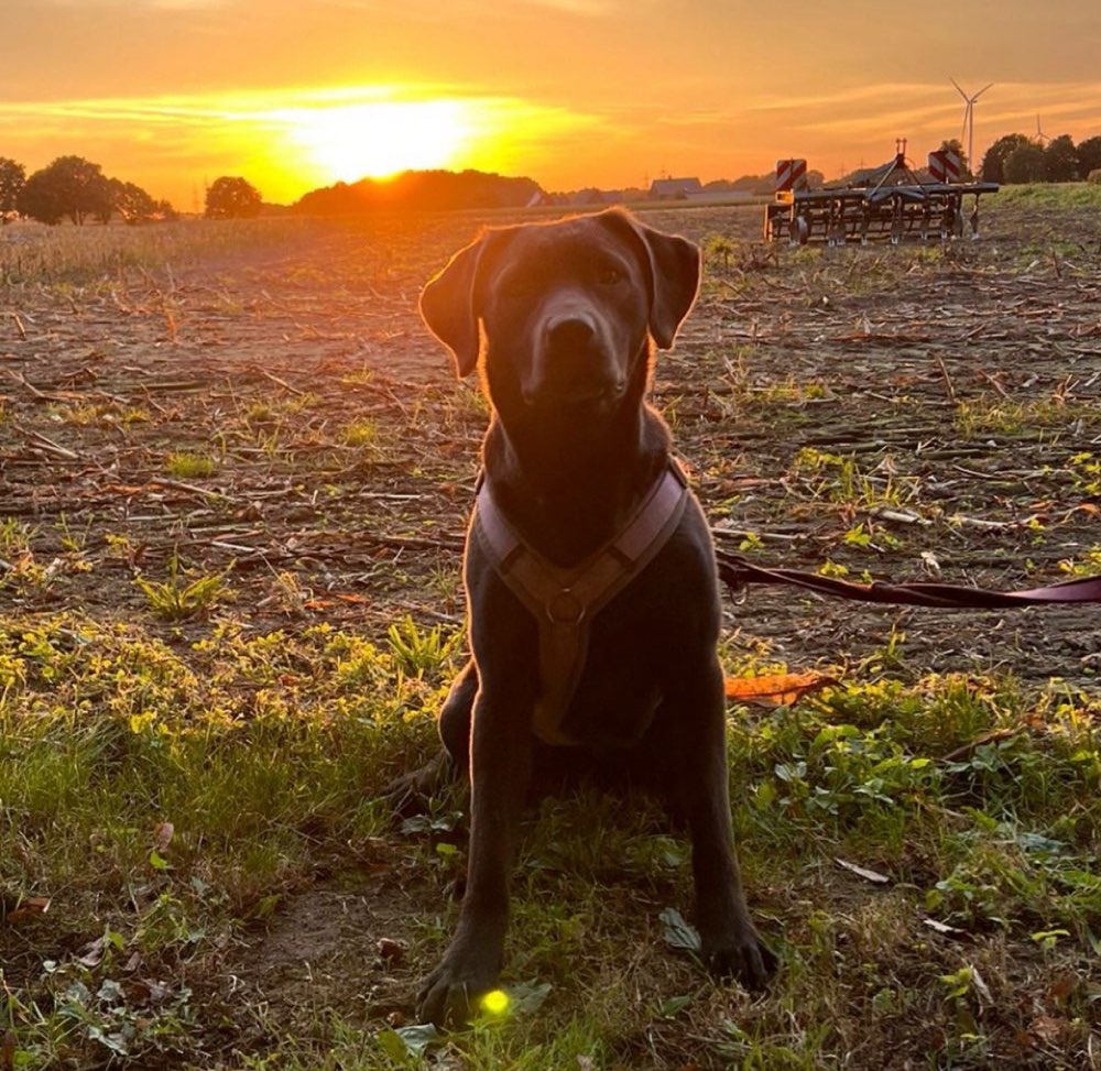 Hundetreffen-Spielerunde und gassirunde-Profilbild