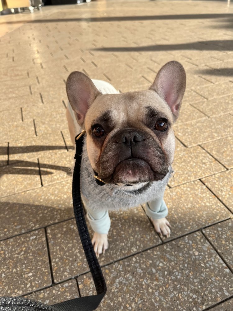 Hundetreffen-Gegenseitige Hunde Betreuung-Profilbild