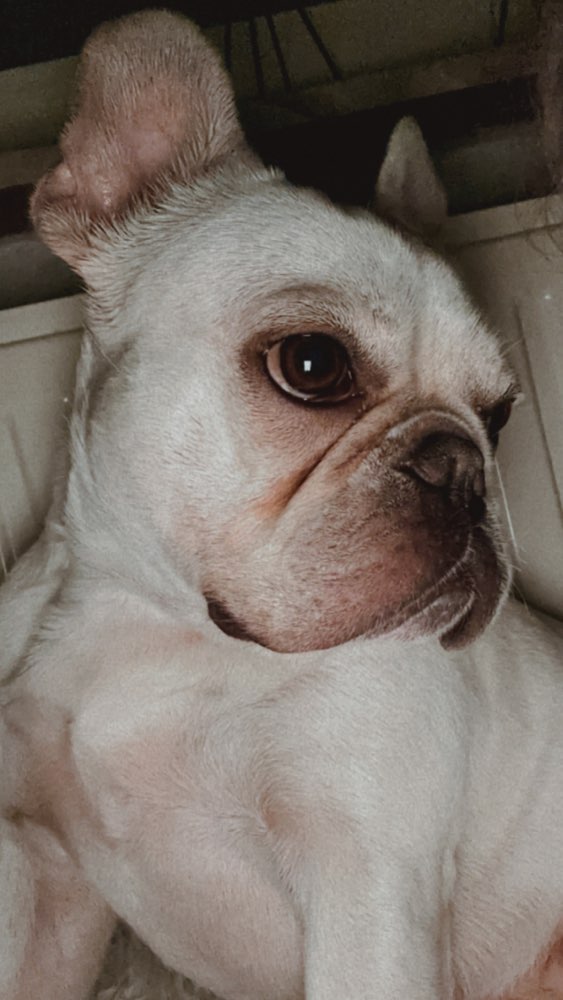 Hundetreffen-Bully treffen-Profilbild