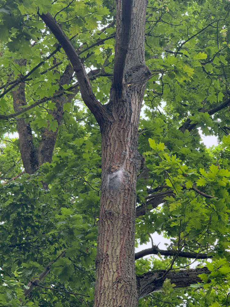 Giftköder-Eichenprozessionsspinner Im Wasserland-Profilbild