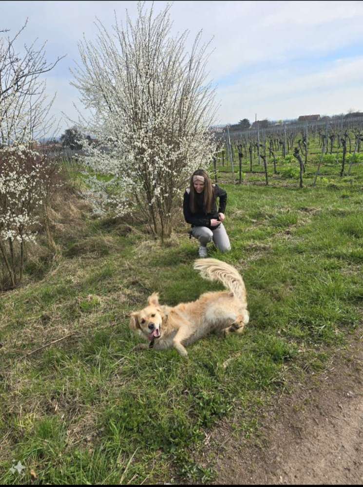 Hundetreffen-🐾 Mila sucht neue Hundefreunde 😊-Profilbild