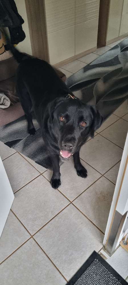 Hundetreffen-Gemeinsam Spazierengehen-Profilbild