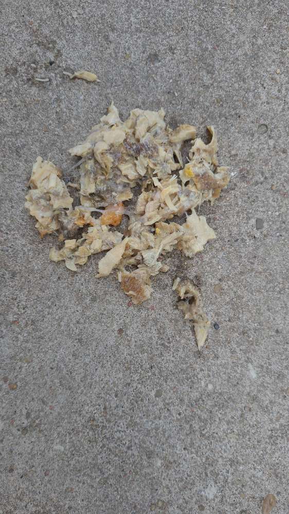 Giftköder-Ausgelegtes Hünchen-Profilbild