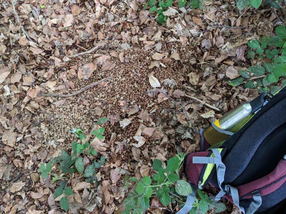 Giftköder-gestreutes Futter im Wald-Profilbild