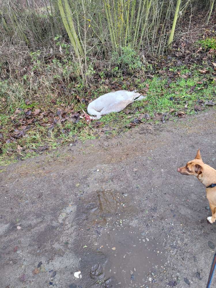 Giftköder-Toter Schwan-Profilbild