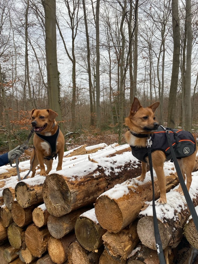 Hundetreffen-Trainingsgruppe sucht Mitglieder-Profilbild