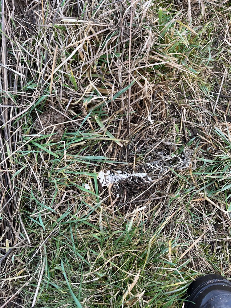 Giftköder-Mögliches Gift-Profilbild