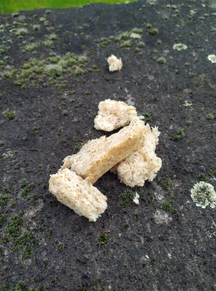 Giftköder-Toastbrot ausgelegt-Profilbild