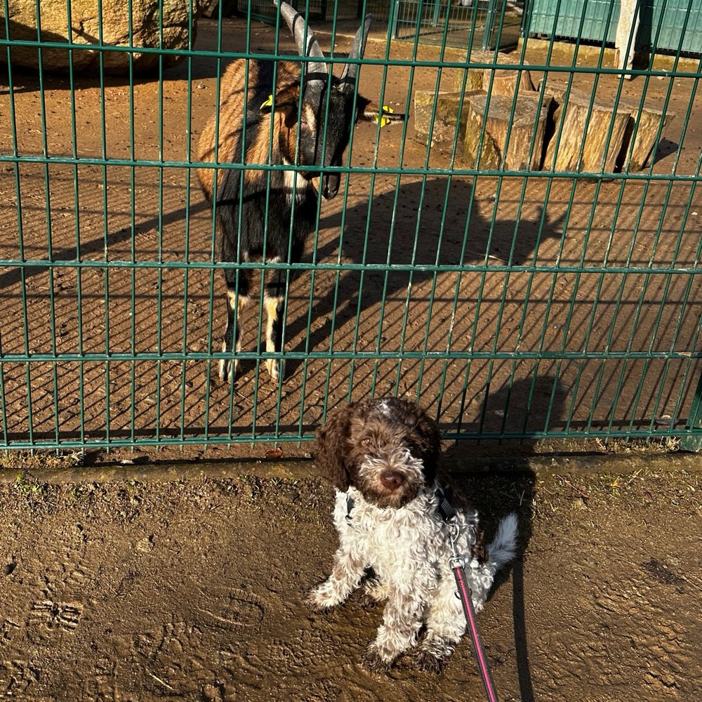 Hundetreffen-Spiel/- Sozialisationstreffen-Profilbild