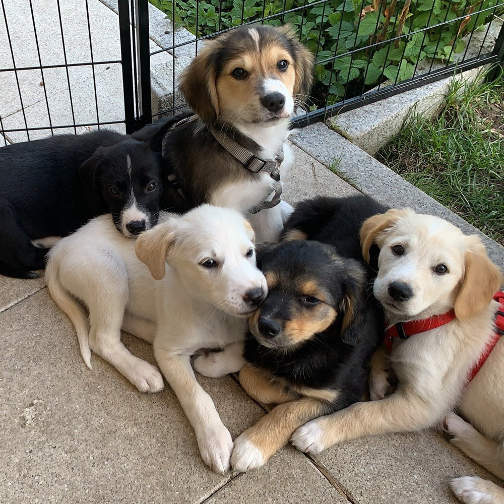 Hundetreffen-Welpentreff im Grüngürtel-Profilbild
