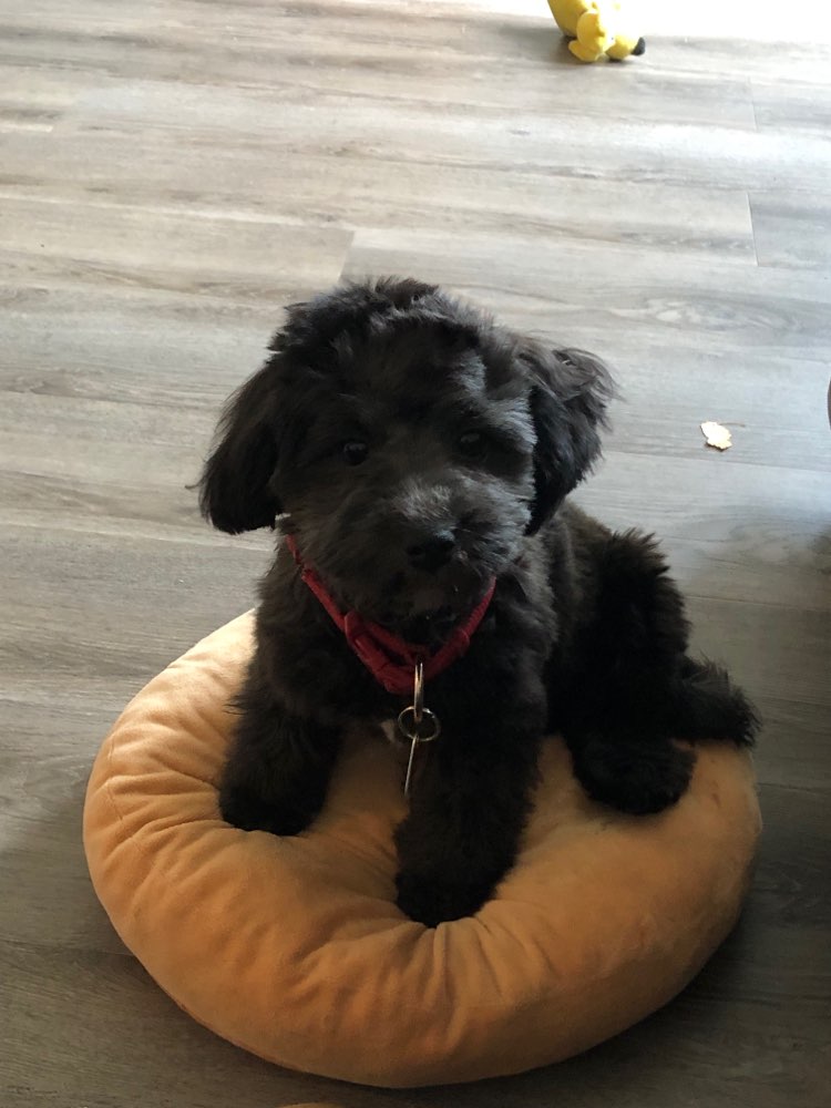 Hundetreffen-Kalle-Profilbild