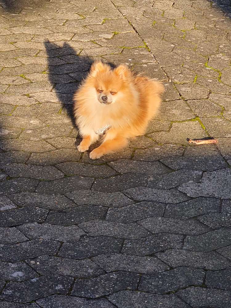 Hundetreffen-Kleine Jung hunde  treffen-Profilbild