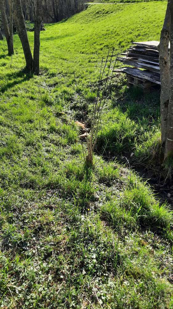 Giftköder-Toter Fuchs-Profilbild