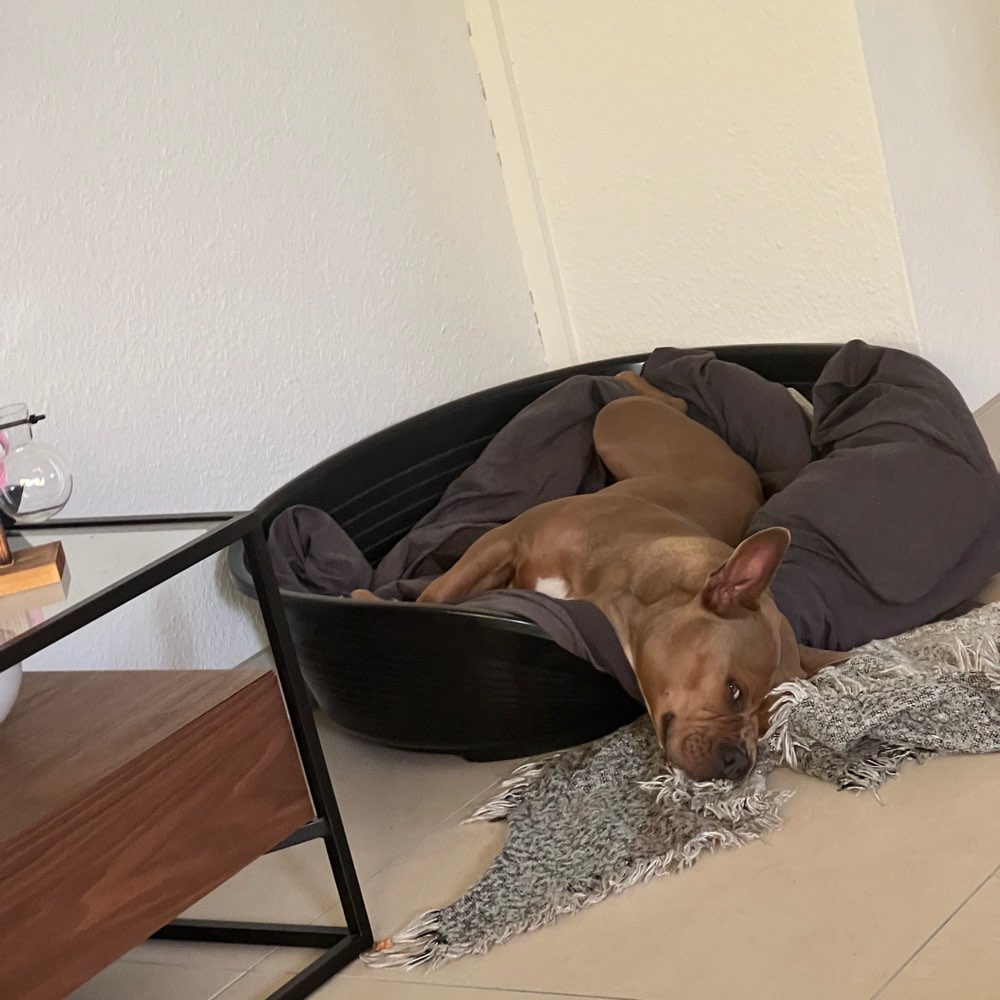 Hundetreffen-Nala-Profilbild