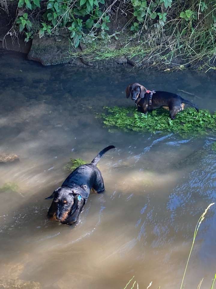 Hundetreffen-Waldrunde Schönbuch-Profilbild
