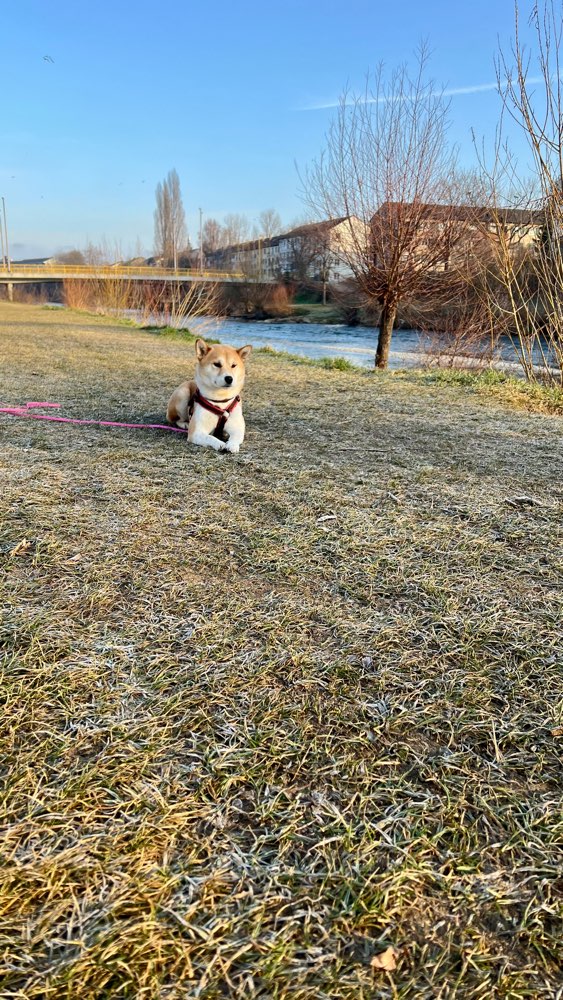 Hundetreffen-Basel / Muttenz 🇨🇭-Profilbild
