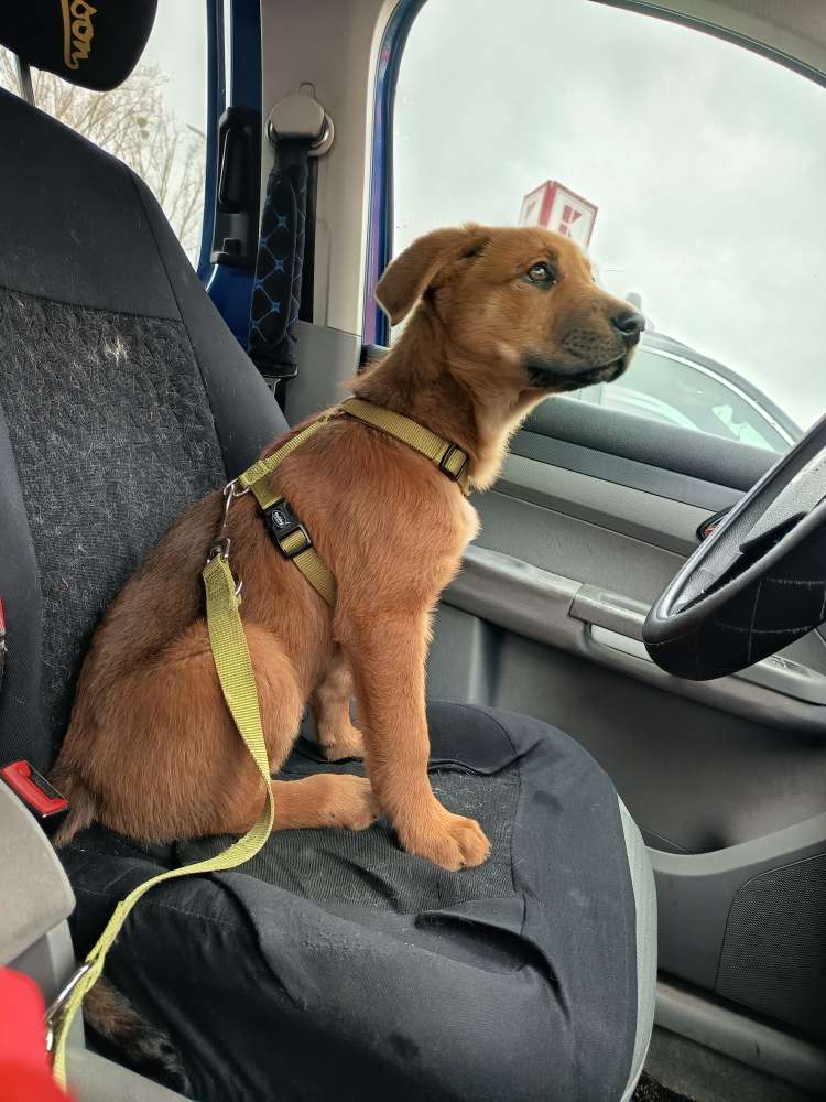 Hundetreffen-Spieletreffen auf dem Hundeplatz in Badwilnack-Profilbild