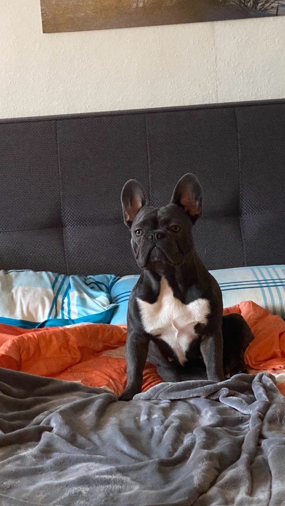 Hundetreffen-Suche Spielgefährten-Profilbild