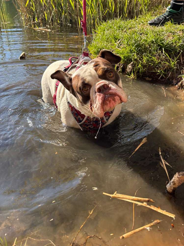 Hundetreffen-Gassirunde-Profilbild