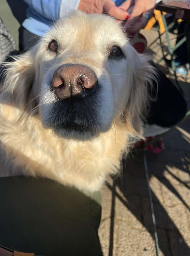 Hundetreffen-Gassirunde-Profilbild