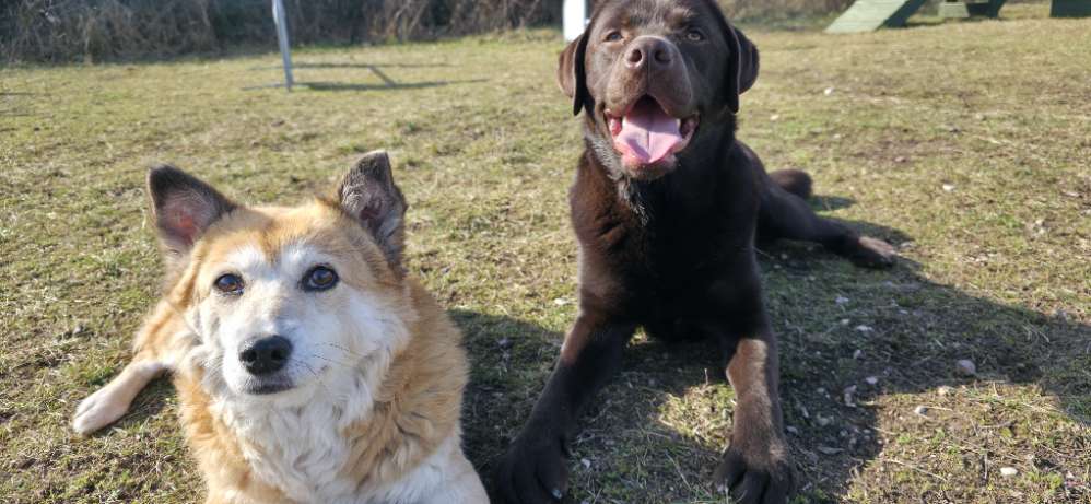Hundetreffen-Hundespielplatz Erfurt-Profilbild