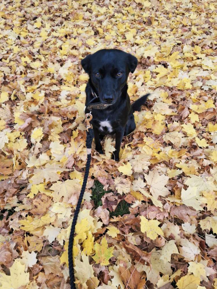 Hundetreffen-Gemeinsames Gassigehen reduziert die Gefahr, mit sich selbst zu reden....-Profilbild