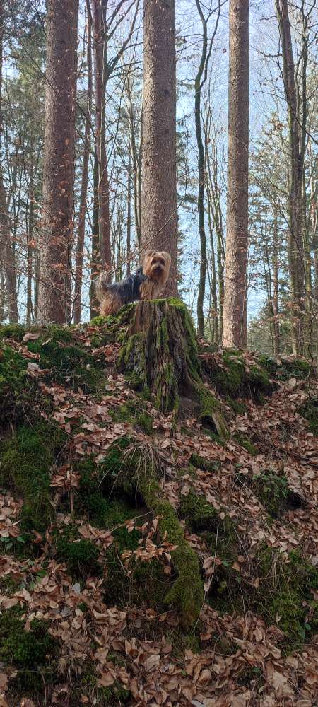 Hundetreffen-Gassi-Runde-Profilbild