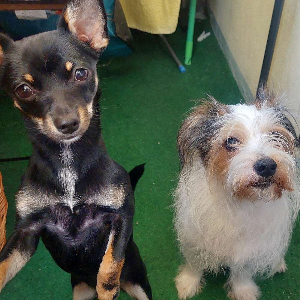 Hundetreffen-Waldrunde Darmstadt Ost-Profilbild