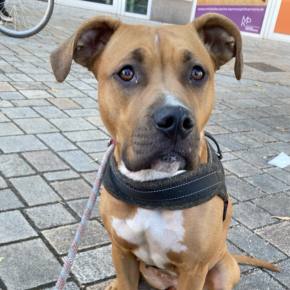 Hundetreffen-Hundetreffen zum toben-Profilbild