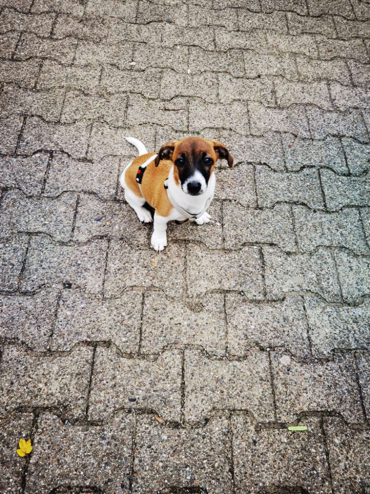 Hundetreffen-Suche für unser Powerpaket Spielpartner-Profilbild