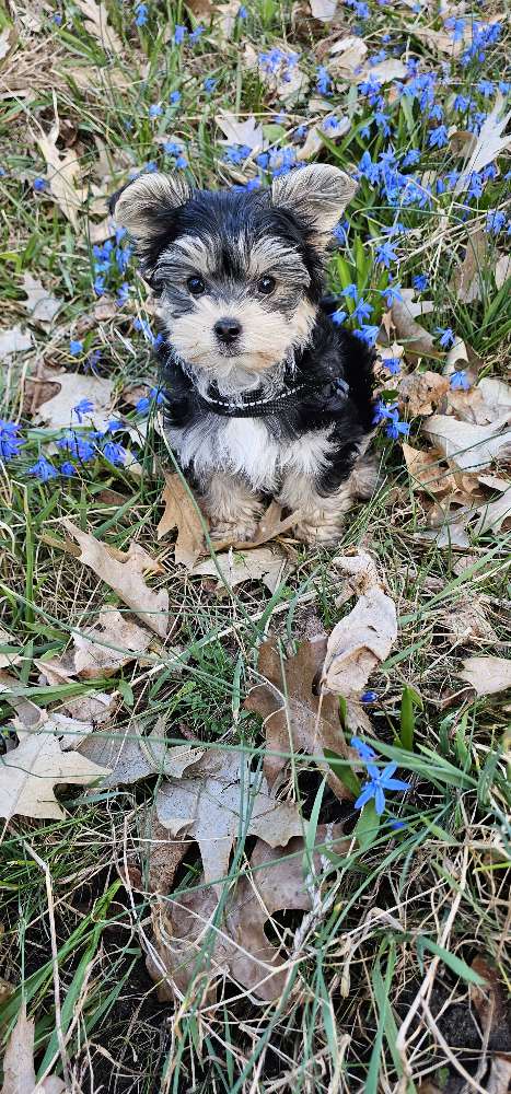 Hundetreffen-Spielgruppe für Welpen-Profilbild