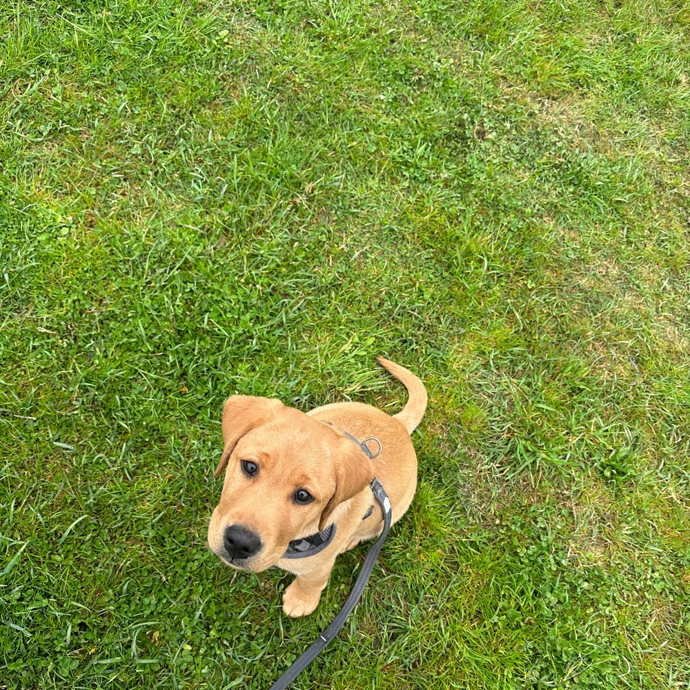 Hundetreffen-Hundetreffen am Reininghauspark-Profilbild