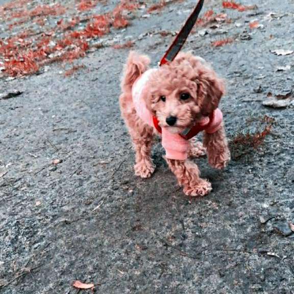 Hundetreffen-Welpentreffen in Steglitz-Profilbild