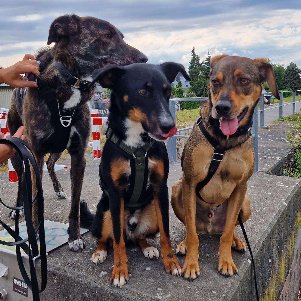 Hundetreffen-Social Walk Gruppe sucht neue Hund-Mensch Teams!!-Profilbild