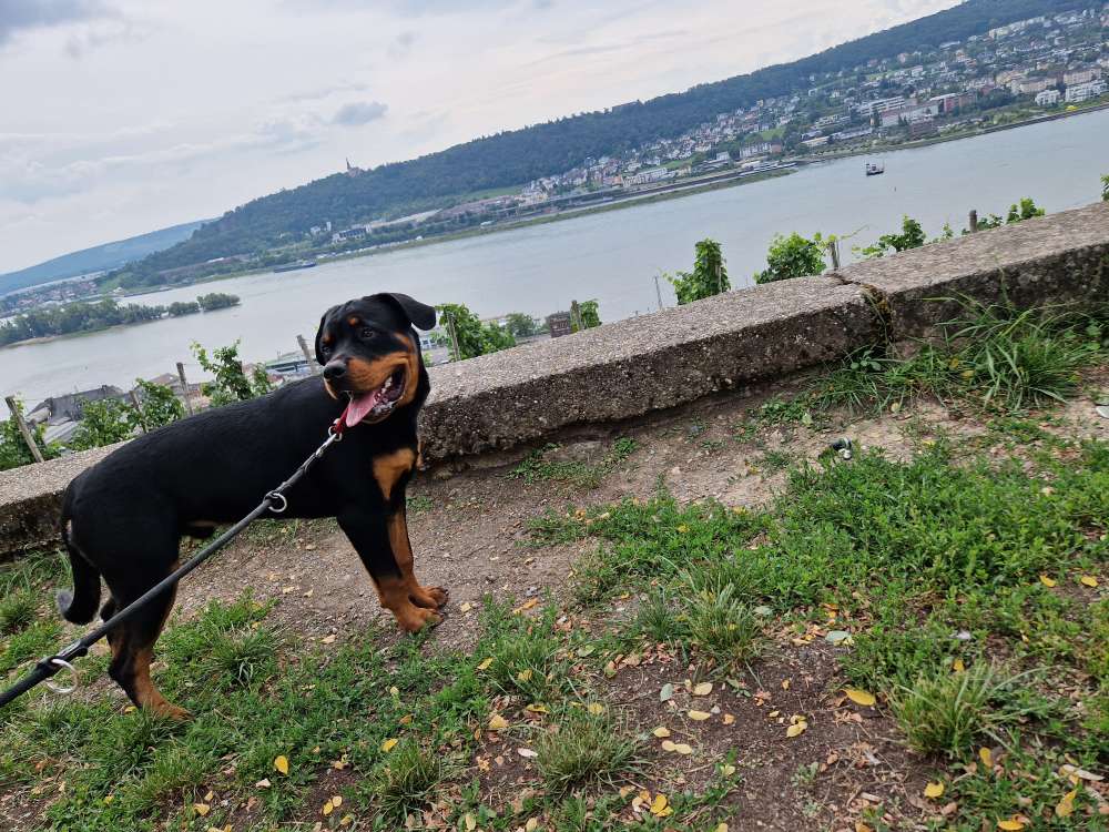 Hundetreffen-Sozialer Spaziergang an der Leine-Profilbild