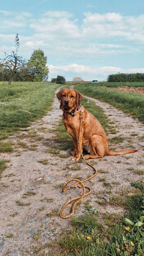 Hundetreffen-Trainingsspaziergang-Profilbild