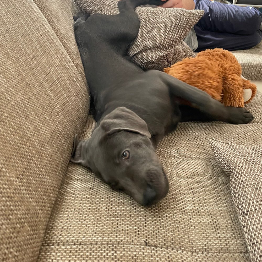 Hundetreffen-Gassi und Spielrunden-Profilbild