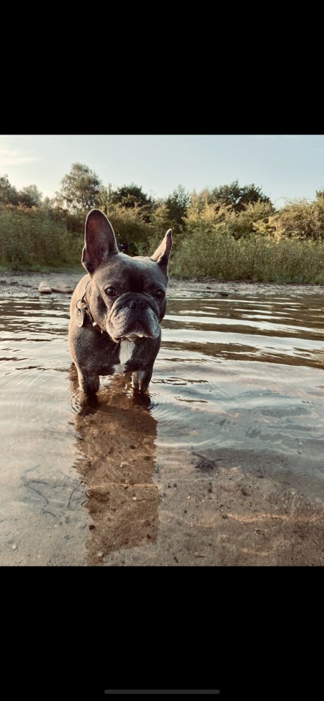 Hundetreffen-Bully Freunde für Fee-Profilbild